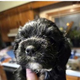 Cocker Spaniel Puppy Available in Jackson, mi