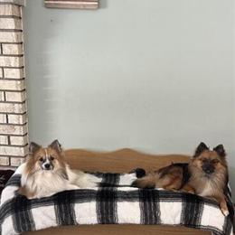 Male Pomeranian Puppy Ready for Adoption in Alma, mi