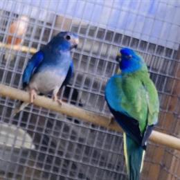 Scarlet Chested Parakeets for Sale in Los Angeles, ca