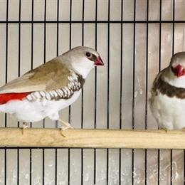 Diamond Firetail Finch Breeding Pair in Los Angeles, ca