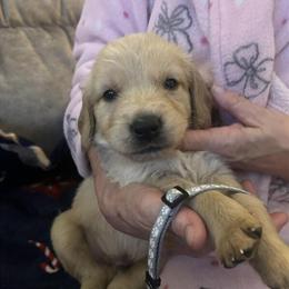 Golden Retriever Puppy Available in Austin, mn