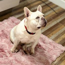 Male French Bulldog Available in Orlando, fl