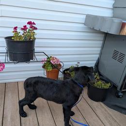 German Shepherd and Golden Retriever Puppies Available Now in New Castle, in