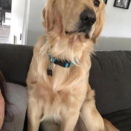 Male Golden Retriever Stud Service - AKC/OFA Certified in Utica, mi