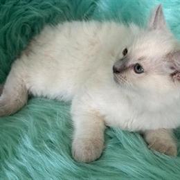 Ragdoll Kittens Ready for New Homes in Bushnell, fl