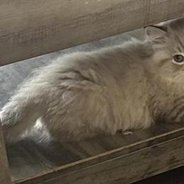 Ragdoll Kitten Ready for a New Home in Bushnell, fl