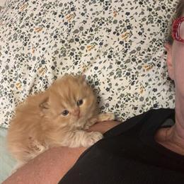 Persian kitten available for adoption in Lenoir, nc