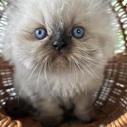 Persian Kitten Ready in 2 Weeks in Lenoir, nc