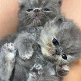 Persian Munchkin Kittens Available for Rehoming in Lenoir, nc
