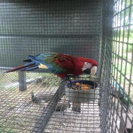 Male Green Wing Macaw for Sale in Lakeland, fl