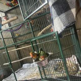 Lovebirds for adoption in Plymouth, Ohio - Male and Female in Shelby, oh