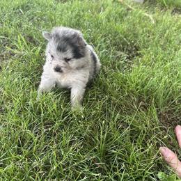 Merle Male Pomeranian Puppy Available Soon in Bowling Green, ky