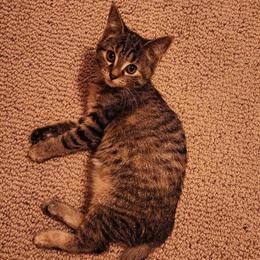 Female Domestic Shorthair Kitten Seeking Loving Home in Milwaukee, wi