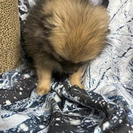 Pomeranian puppies available - AKC registered and healthy! in West Plains, mo