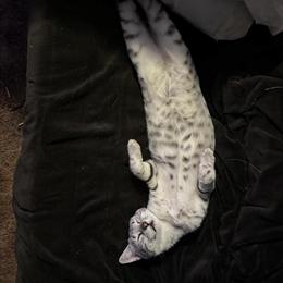 Egyptian Mau Kittens for Sale in West Plains, mo
