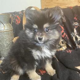 Pomeranian puppies available, AKC registered and healthy! in West Plains, mo