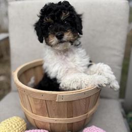 Miniature Poodle Puppy Ash - Male, 10 Weeks Old, Ready Now! in Saranac, mi