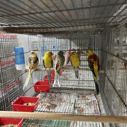 Red Rumped Parrot Ready to Breed in Hialeah, fl