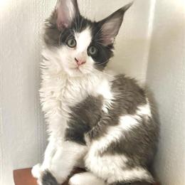 Purebred Female Maine Coon Kitten with Unique Blue Smoke Bicolor Coat in Roselle, il