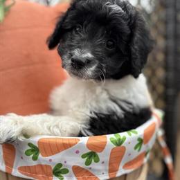 Mini Newfypoo Puppy Bandit - 12 Weeks Old and Ready Now! in Saranac, mi