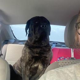 AKC English Mastiff Male for Stud in Wabash, in