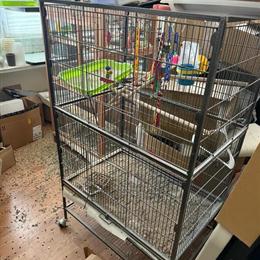 Parakeet and Cockatiel for Sale - $50 and $150 in Piscataway, nj