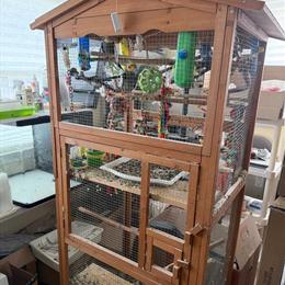 Cockatiel and Parakeet for Sale - $150 each for Cockatiels, $50 each for Parakeets in Piscataway, nj