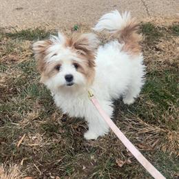 Parti Yorkshire Terrier Female, 5 Months Old in Philadelphia, pa
