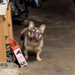 2 Year Old Male French Bulldog Merle Looking for a New Home in Philadelphia, pa