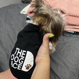 Parti Yorkshire Terrier - 9 Months Old in Gwynn Oak, md