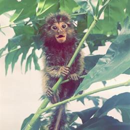 Marmoset monkeys available for adoption in Fort Lauderdale, fl