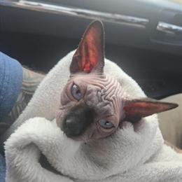 Sphynx Cat for Adoption in Willard, oh