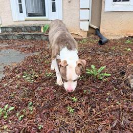 Bully Male Dog Needs Loving Home ASAP in Fayetteville, ga