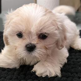 Shorkie Cream White Male Puppy - 12 Weeks Old with Vaccinations in New Port Richey, fl