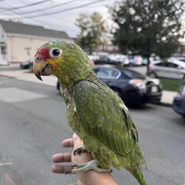 Baby Red Lored Amazon Parrot for Adoption in Brockton, ma