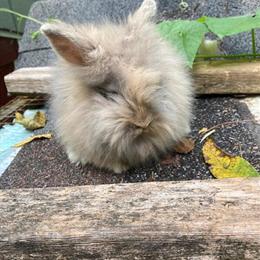 Lionhead Bunny for Adoption in Lebanon, nj