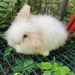 Lionlop Bunnies for Adoption in Lebanon, nj