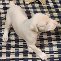 Doberman Pinscher Puppies Available in Hesperia, ca