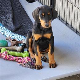 Doberman Pinscher Puppies Available in Hesperia, ca