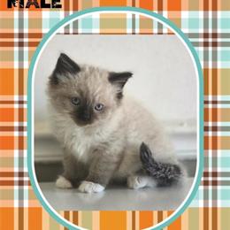 Ragdoll Kittens Ready for Forever Homes in Centerville, tn