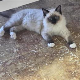 Ragdoll Kittens Ready for Christmas in Centerville, tn