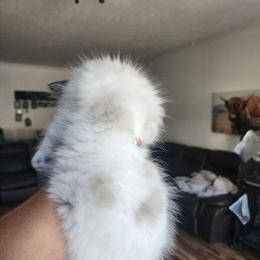 Ragdoll kitten available for adoption in Centerville, tn