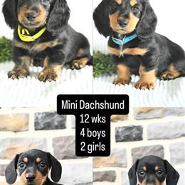Miniature Dachshund Puppy Ready for New Home in Fairfax, va