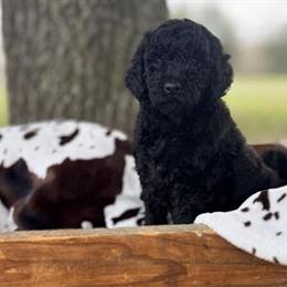 Golden Doodle Puppies Available for Rehoming in Houston, tx