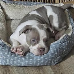 9 Week Old Male XL American Bully for Sale in Louisville, ky