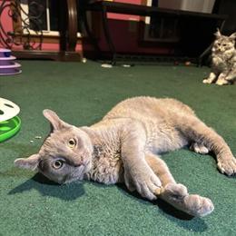 Highlander Kitten Available for Adoption in Louisburg, nc