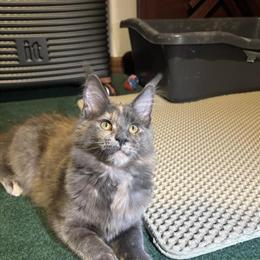 Maine Coon Kittens Ready for New Homes in Louisburg, nc