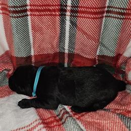 AKC American Labradors Available for Adoption in Cadillac, mi