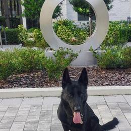Black German Shepherd Male Stud Available for Breeding in Orlando, fl