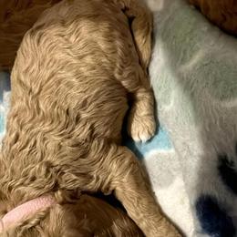Female Cockapoo Puppies for Sale in Chicago/Indiana in Hobart, in